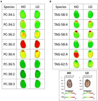 Effective Mechanisms for Improving Seed Oil Production in Pennycress (Thlaspi arvense L.) Highlighted by Integration of Comparative Metabolomics and Transcriptomics